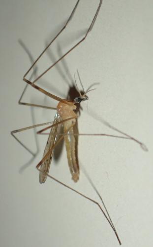 Réf. 204 918 : Limonia phragmitidis
